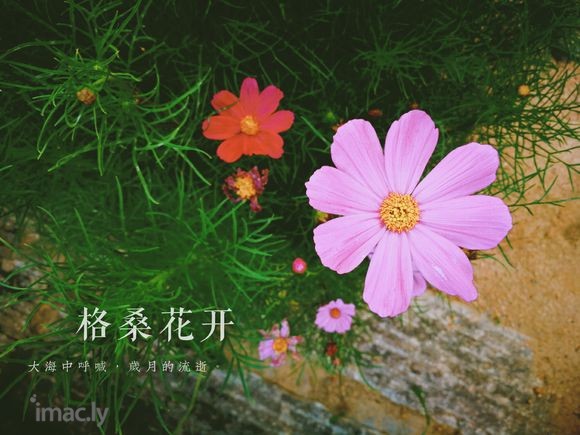 #华为摄影#花样人生(荣耀V10手机拍摄)-1.jpg