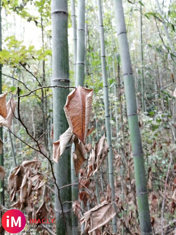 本人出售菜架竹,毛竹,五月竹,大小规格自由定制。等等,欢迎来-9.jpg