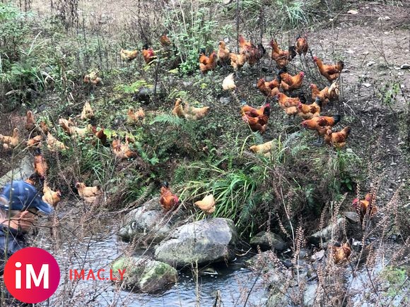 邻水土鸡出售,自家散养的,公鸡60只左右,每只有5斤左右,需-2.jpg