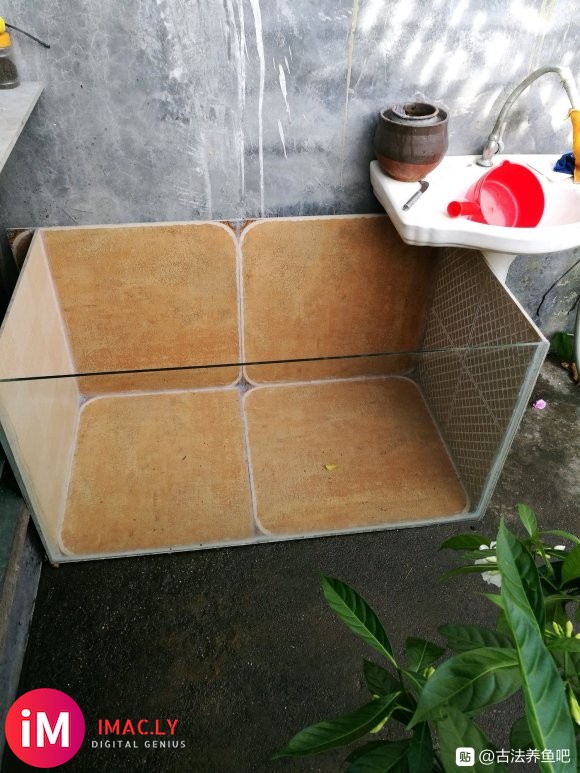 这个池110x60X60养什么鱼好啊?虎头,鹅头红,蛋球猫狮-1.jpg