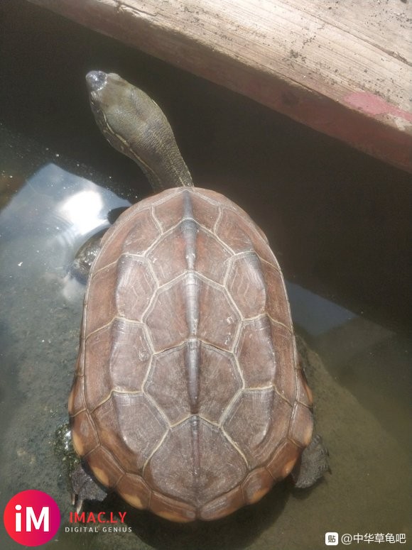 每天吃饱就到处观察想着哪里越狱。-1.jpg