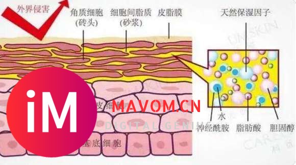 抗衰巅峰：麦角硫因能长期吃吗？麦角硫因对睡眠的作用？-8.jpg